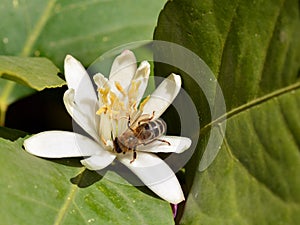 Detail of a bee on an orange blossom