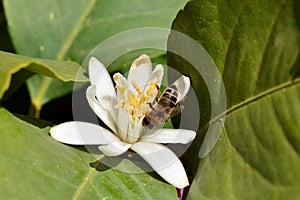 De miel de abeja sobre el naranja flor 