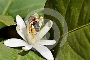 De miel de abeja sobre el naranja flor 