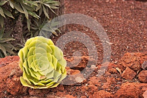 A detail of a bejeque rosette (Aeonium canariense) in La Gomera, in the Canary Islands