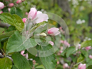 Detail from a bench from a apple tree blossom shortly flowering,Blurred, background