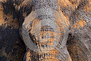 Detail of big elephant with clay mud. Wildlife scene from nature. Art view on nature. Eye close-up portrait of big mammal, Etosha