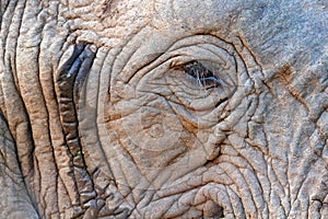 Detail of big elephant. Wildlife scene from nature. Art view on nature. Eye close-up portrait of big mammal, Etosha NP, Namibia in