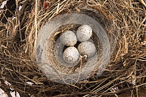 Detail of bird eggs in nest