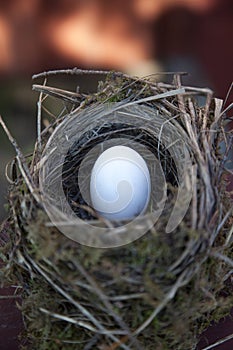 Detail of bird eggs in nest