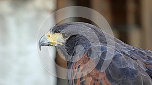 Detail of bird of prey goshawk skin