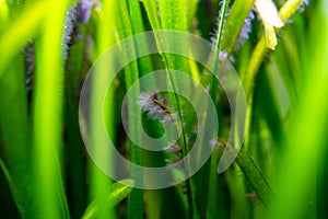 Detail of black beard algae or brush algae Audouinella sp., Rhodochorton sp. growing on aquarium plant leaves with blurred photo