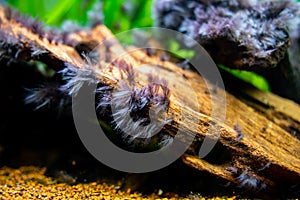 Detail of black beard algae or brush algae Audouinella sp., Rhodochorton sp. growing on an aquarium trunk with blurred photo