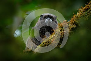 Detail of Black Mantle Tamarin monkey, Saguinus nigricollis graellsi, from Peru. Wildlife scene from nature. Tamarin siting on the