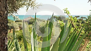 Detail on black spine agave leaves with dark tips moving in soft wind, euphorbia shrub trunk on left , sunny day on Madagascar