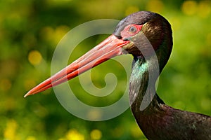 Detail of black stork. Wildlife scene from nature. Bird Black Stork with red bill, Ciconia nigra, sitting on the nest in the