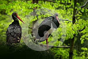 Detail of black stork. Wildlife scene from nature. Bird Black Stork with red bill, Ciconia nigra, sitting on the nest in the