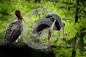 Detail of black stork. Wildlife scene from nature. Bird Black Stork with red bill, Ciconia nigra, sitting on the nest in the