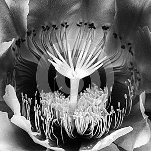 Detail Black and White Cactus Flower Center with Shapes