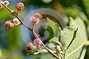 Blackberries, rubus ulmifolius, at different points of ripeness photo