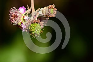 Blackberries, rubus ulmifolius, at different points of ripeness photo