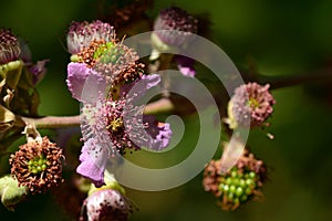Blackberries, rubus ulmifolius, at different points of ripeness photo