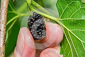 Detail of blackberry being picked by a woman`s fingers