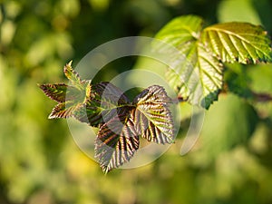Detail of a blackberry plant, leaves in sunlight