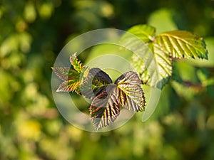 Detail of a blackberry plant, leaves in sunlight