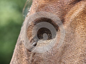 Detail of blind horse head. Horse without eye ball