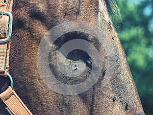 Detail of blind horse head. Horse without eye ball