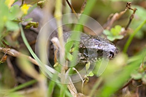 Detail of the Blindworm Fragile Anguis fragilis in the Nature