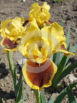 Yellow-brown iris