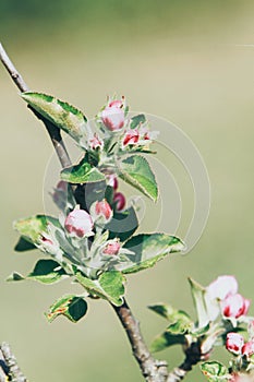 Detail of a blooming apple branch