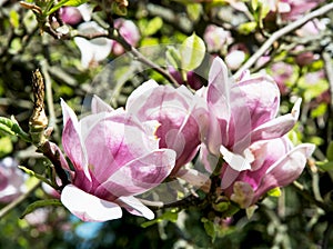 Detail of blooming magnolia tree