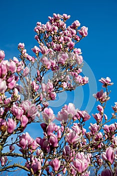 Detail of blooming magnolia tree in spring