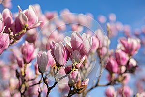 Detail of blooming magnolia tree in spring