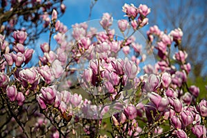 Detail of blooming magnolia tree in spring