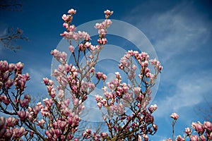 Detail of blooming magnolia tree in spring