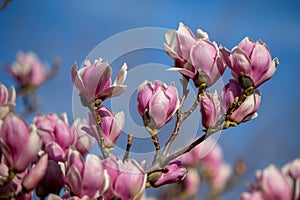 Detail of blooming magnolia tree in spring