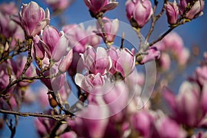 Detail of blooming magnolia tree in spring