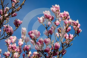 Detail of blooming magnolia tree in spring