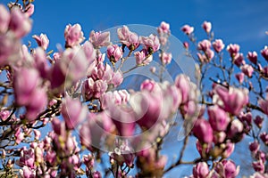 Detail of blooming magnolia tree in spring