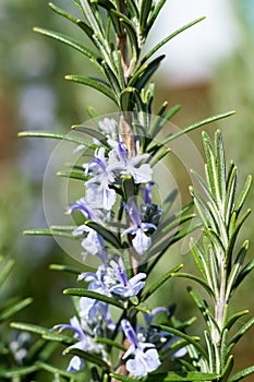 Detail of blooming rosemary in garden