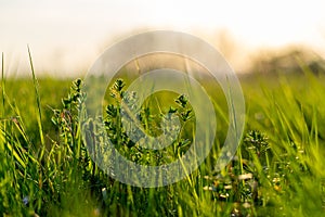 Detail of blooming spring meadow