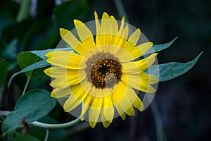 detail of blooming sun flower
