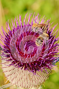 Bumblebees on violet flower of thistle - closeup