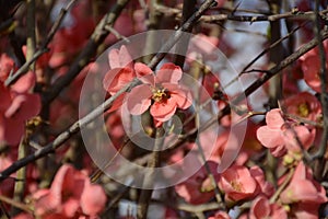 Detail of blooming tree somewhere in Greece.