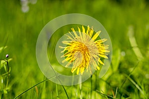 Detail of blooming yellow dandelions on grass at sunrise