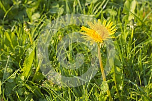 Detail of blooming yellow dandelions on grass at sunrise