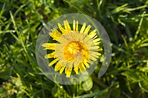 Detail of blooming yellow dandelions on grass at sunrise