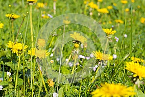 Detail of blooming yellow dandelions on grass at sunrise