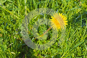 Detail of blooming yellow dandelions on grass at sunrise