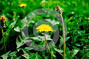 Detail of blooming yellow dandelions on grass at sunrise. Spring green meadow with dandelions. Spring flower