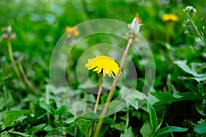 Detail of blooming yellow dandelions on grass at sunrise. Spring green meadow with dandelions. Spring flower